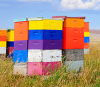 GloryBee Beekeeping