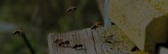 Shop GloryBee Shop GloryBee