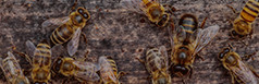 Beekeeping 101 Beekeeping 101