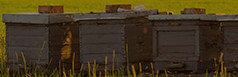 Shop Beekeeping Shop Beekeeping