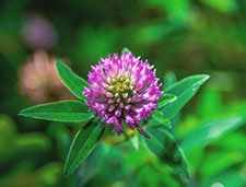 Clover Flower